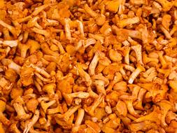 raw chanterelles orange mushrooms