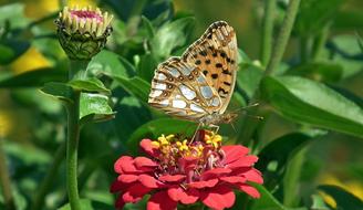 Butterfly Insect Flower