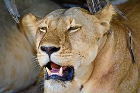 Lioness Lion Safari