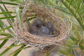 Nest Bird