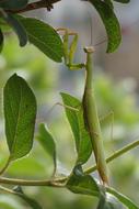 Insect Praying Mantis Scare Flight