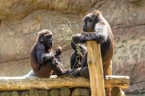 Monkey Primate Gorilla