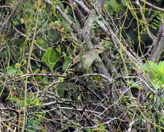 green bird in the trees