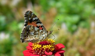 Butterfly Insect Nature