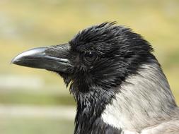 colored raven wild