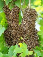 honey Bee Swarm in garden