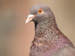 Dove Head Bird