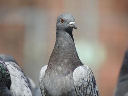gray dove sits