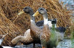 Ducks Animal Bird