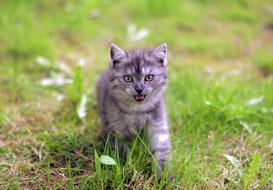 gray kitten grass blur