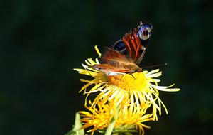 Butterfly Sunflower Close Up