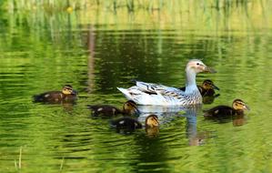 Duck Wild Bird
