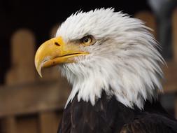 Bird Of Bald Eagle portrait