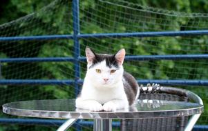Cat Café Outdoor Terrace
