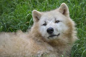 Wolf Portrait Grass