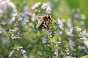 Bee Flowers Macro Close