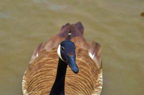 floating duck with a black head