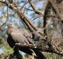 Animal Bird Grey Lourie