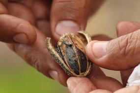 Seed Hands Fruit Drying
