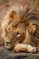 Lion Coat Animals The Strength Of