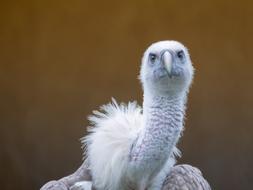 Raptor Griffon Vulture Bird Of