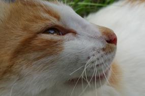Cat Whiskers