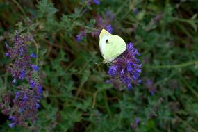 Butterfly Lavender Garden