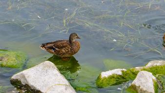 Duck Water Lake