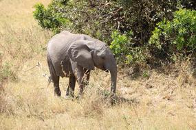Elephant Baby Animal