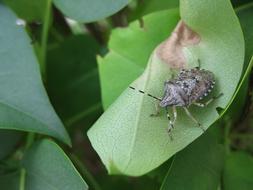 Bug Leaf Insect Close