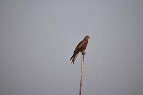 Kite Basking Looking For Prey