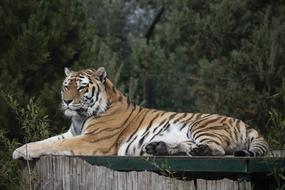 Tiger Wildlife Park