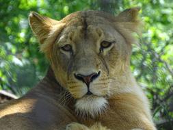 Lioness Zoo Brno Beast
