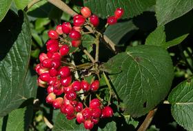 berry branch in the garden