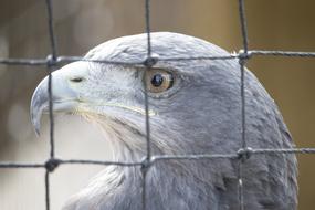 gray falcon in a cage