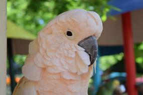 Parrot Pink Bird