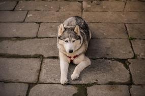 husky dog on the street