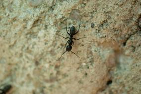 Insect Ant Nature