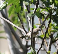 Animal Bird Female Weaver