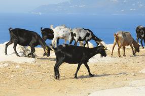 Goats Herd in Albania