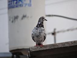 Bird Gray