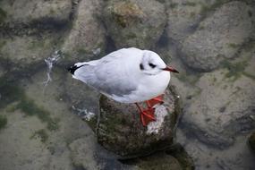 Bird Water Gull