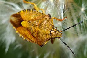 Carpocoris Purpureipennis Insect