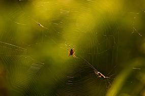 Garden Spider Cobweb Arachnid