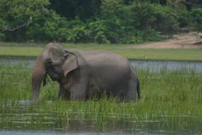 Elephant Animal Wildlife