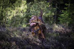 Irish Setter Dog Animals