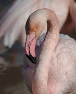 Pink Flamingo Camargue