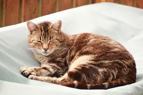 Cat Pet Animal
