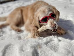 Golden Retriever Dog Old