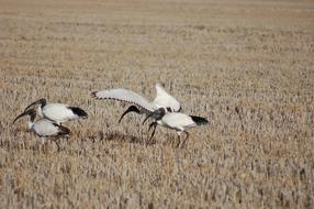 bird flock field